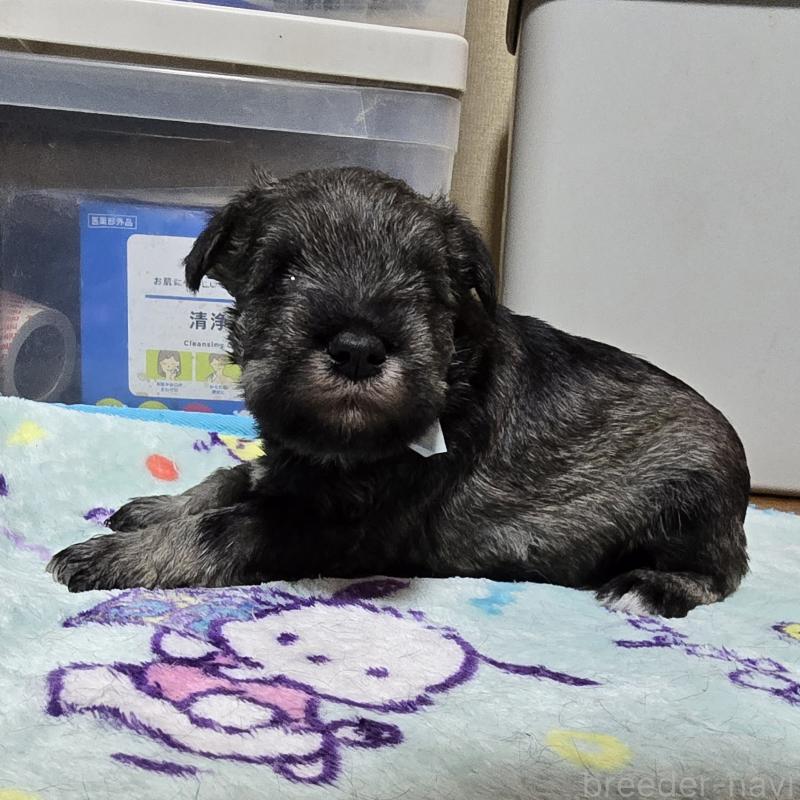 成約済の岡山県のミニチュアシュナウザー-408660の12枚目