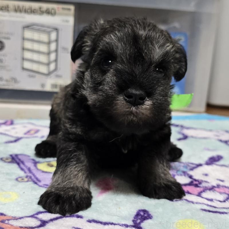 成約済の岡山県のミニチュアシュナウザー-408661の13枚目