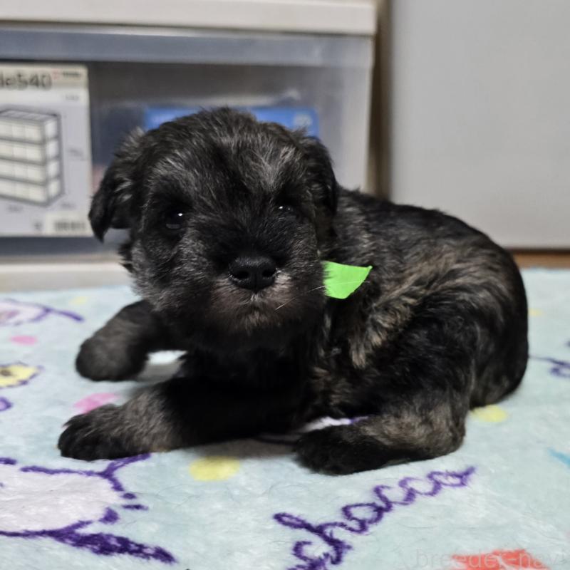 成約済の岡山県のミニチュアシュナウザー-408661の12枚目