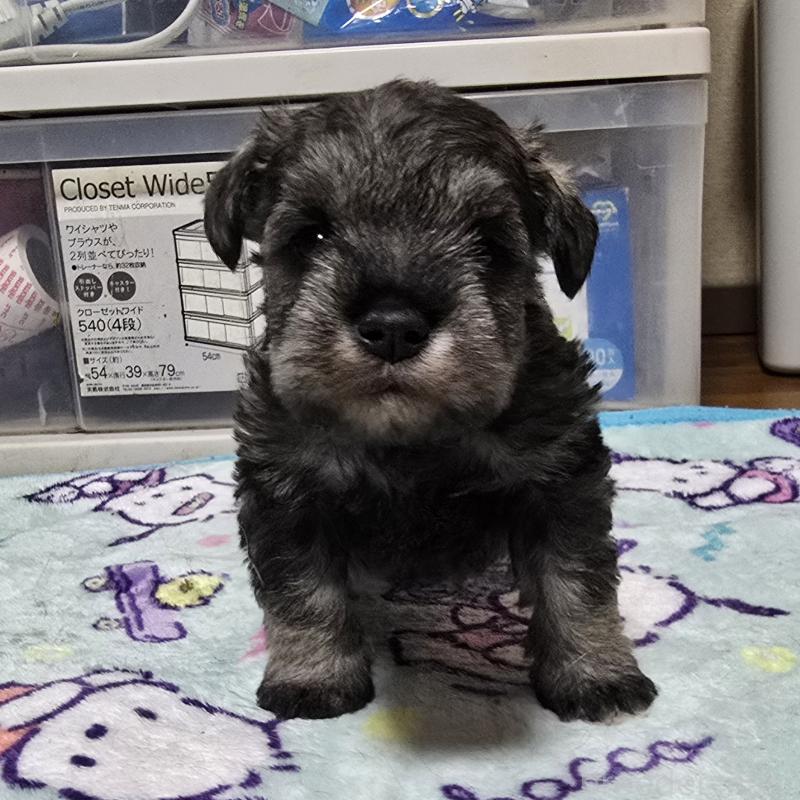 成約済の岡山県のミニチュアシュナウザー-408662の14枚目