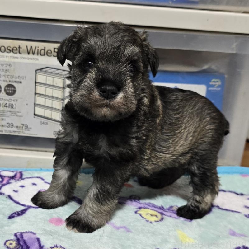 成約済の岡山県のミニチュアシュナウザー-408662の13枚目