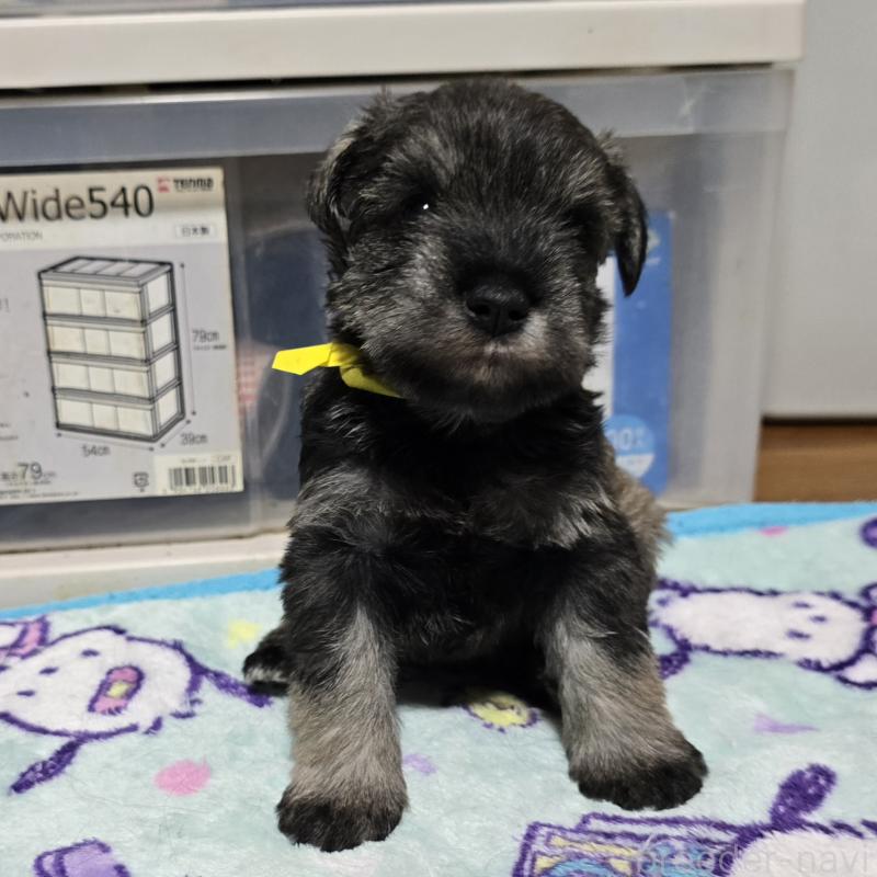 成約済の岡山県のミニチュアシュナウザー-408663の14枚目