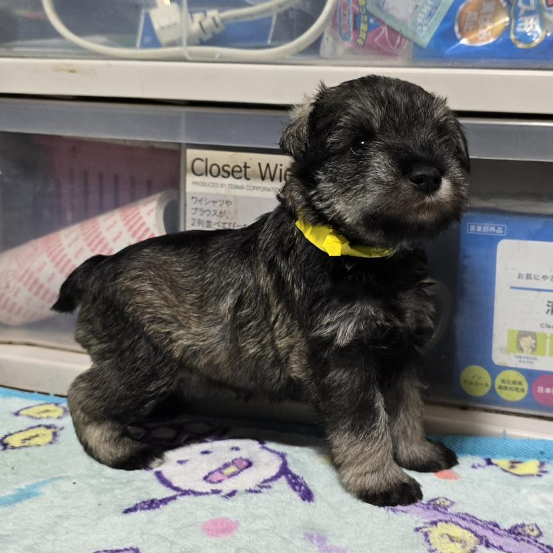 成約済の岡山県のミニチュアシュナウザー-408663の13枚目