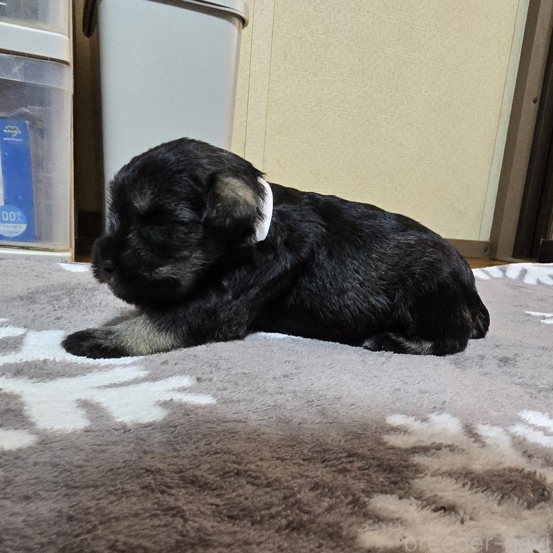 販売中の岡山県のミニチュアシュナウザー-411595の3枚目