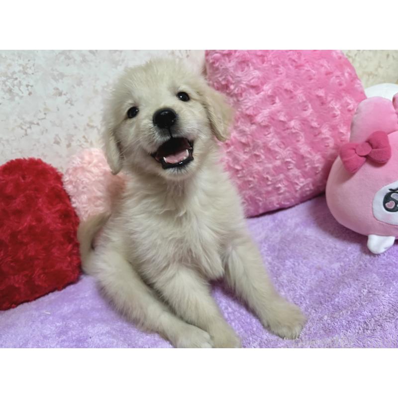 販売中の新潟県のゴールデンレトリーバー-411376の5枚目