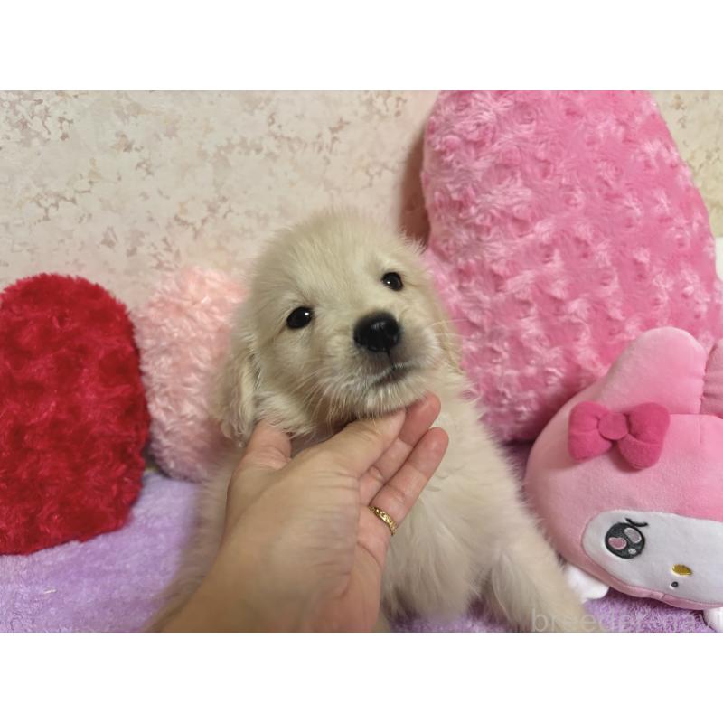 販売中の新潟県のゴールデンレトリーバー-411376の3枚目