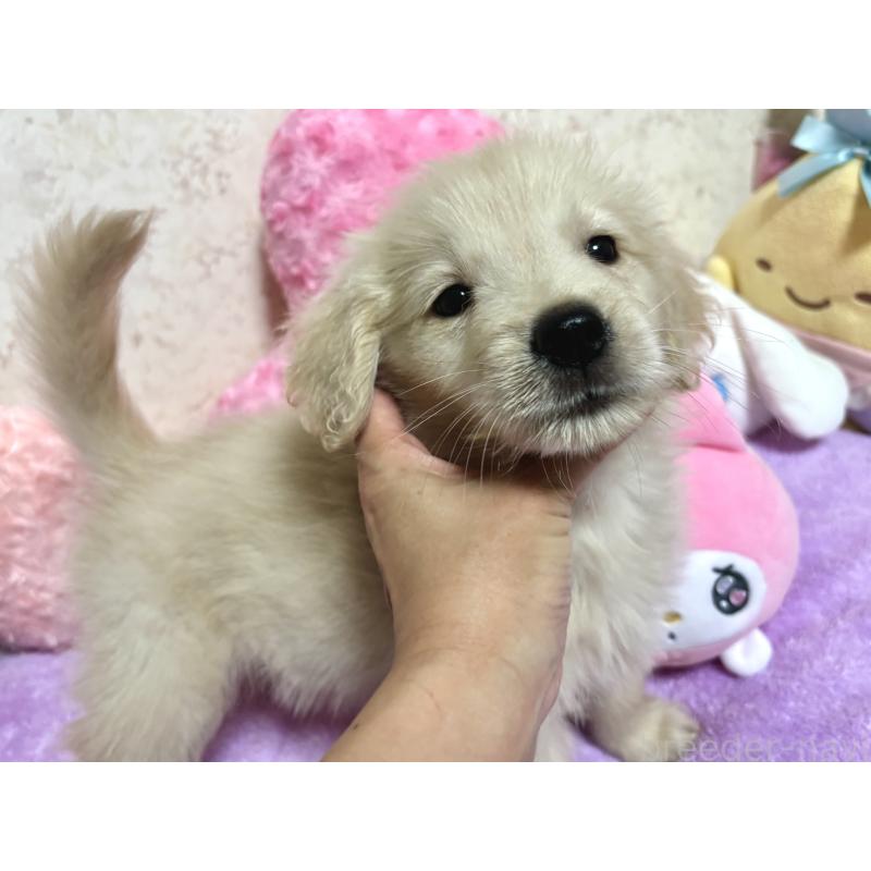 販売中の新潟県のゴールデンレトリーバー-411376の2枚目