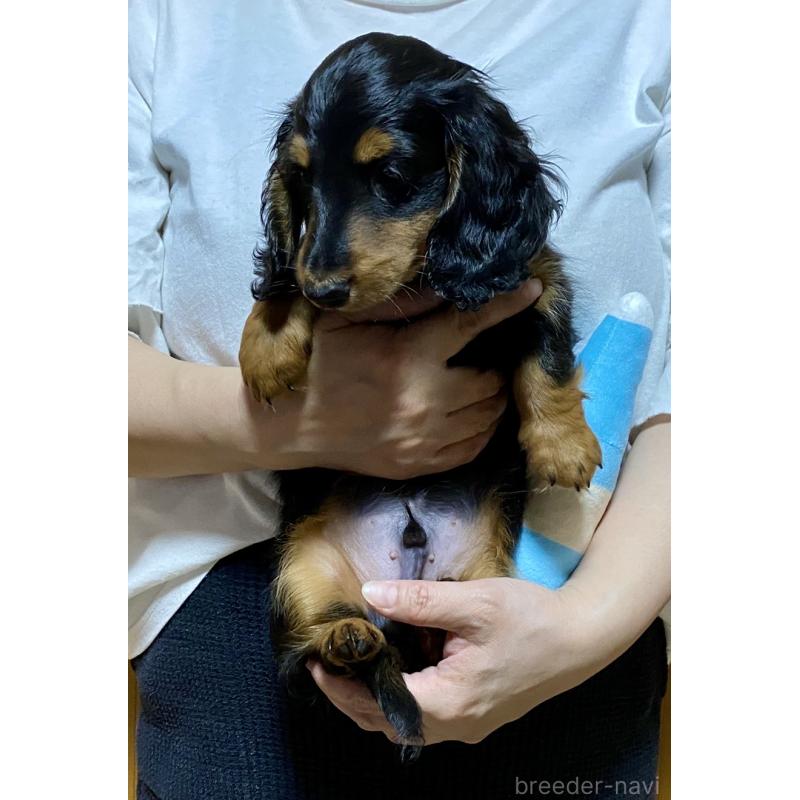 成約済の岐阜県のミニチュアダックスフンド(ロングヘアード)-404492の2枚目