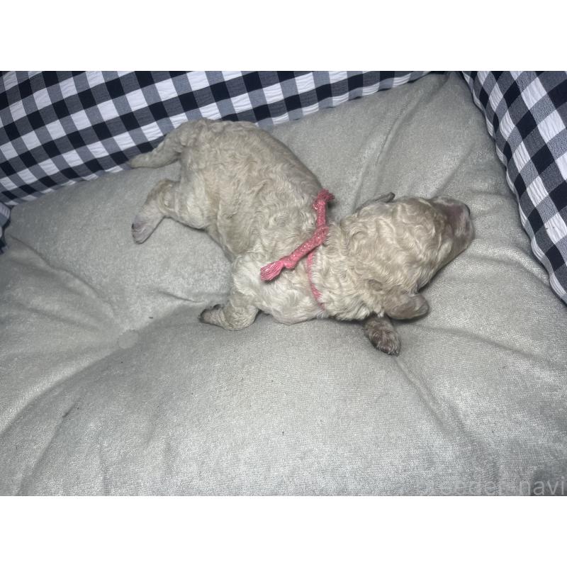 販売中の茨城県のミックス犬-411386の2枚目