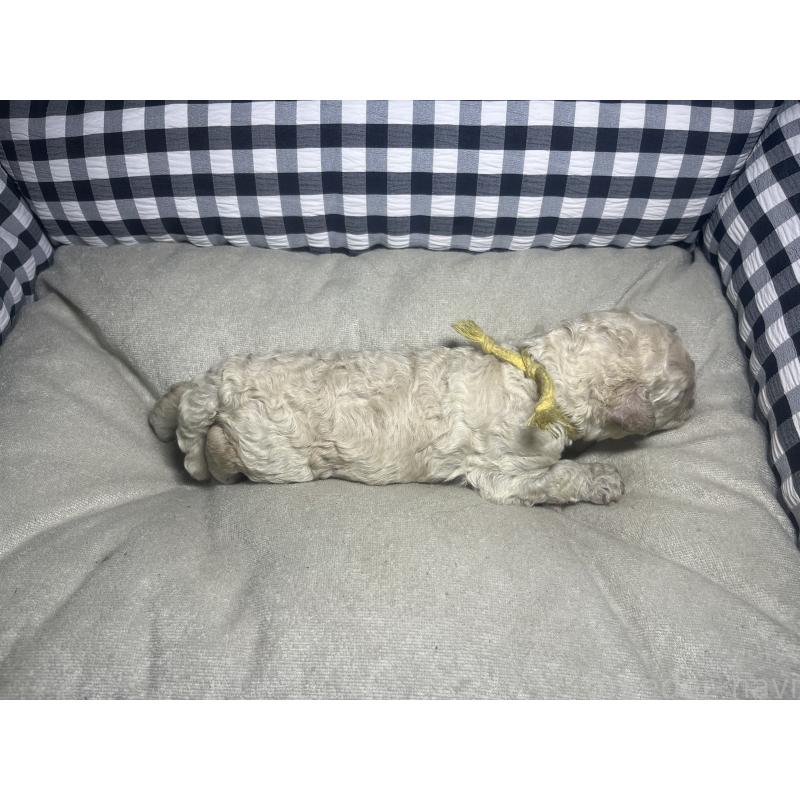 販売中の茨城県のミックス犬-411387の2枚目