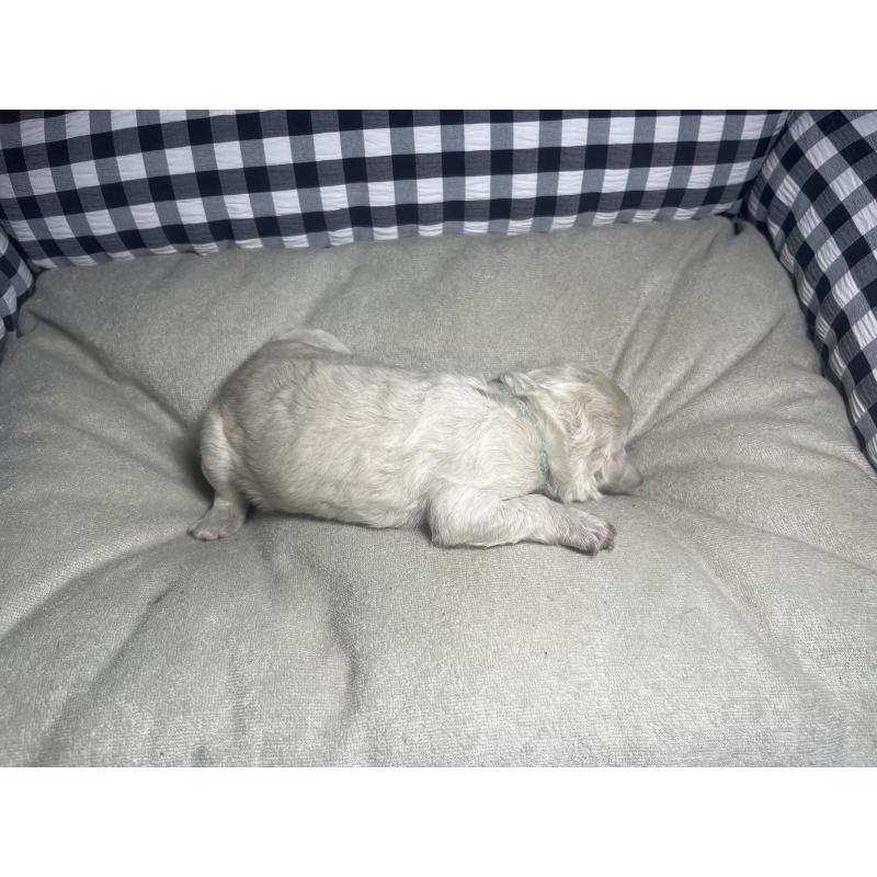 販売中の茨城県のミックス犬-411388の2枚目