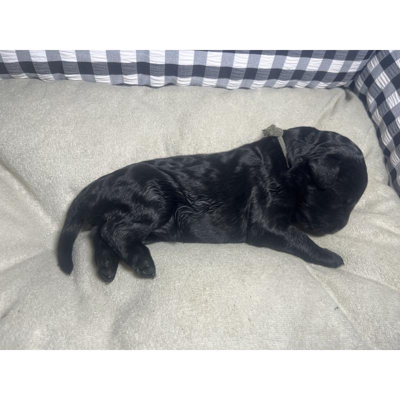 販売中の茨城県のミックス犬-411389の2枚目
