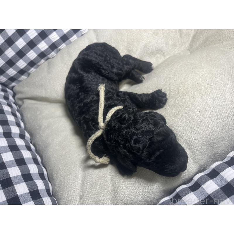 販売中の茨城県のミックス犬-411390の2枚目