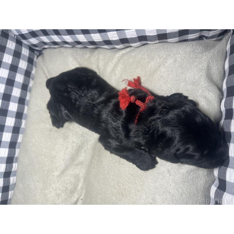 販売中の茨城県のミックス犬-411391の2枚目