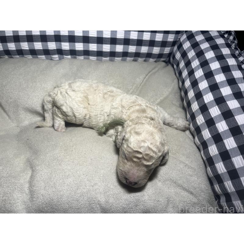 販売中の茨城県のミックス犬-411393の2枚目