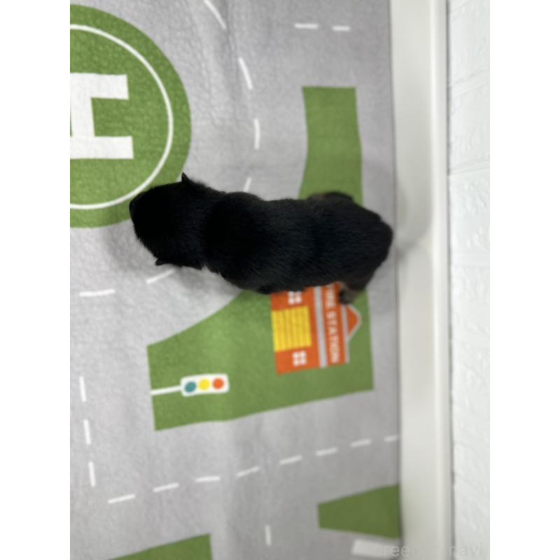 販売中の愛知県の豆柴-411394の5枚目