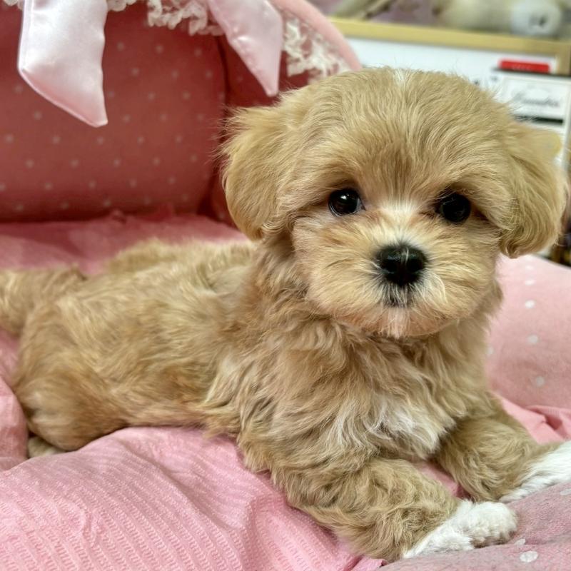 販売中の大阪府のマルプー:マルチーズ×トイプードル-411649の6枚目