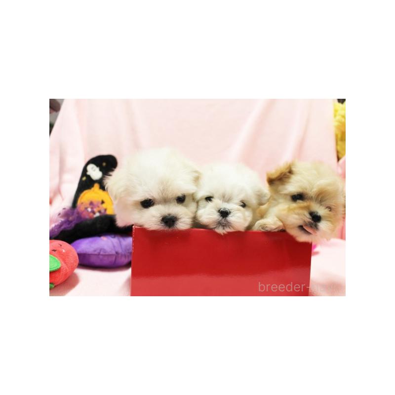 販売中の栃木県のマルプー:マルチーズ×トイプードル-411657の7枚目