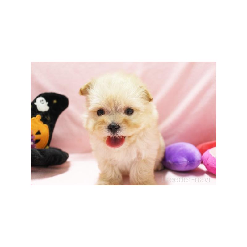 販売中の栃木県のマルプー:マルチーズ×トイプードル-411657の3枚目
