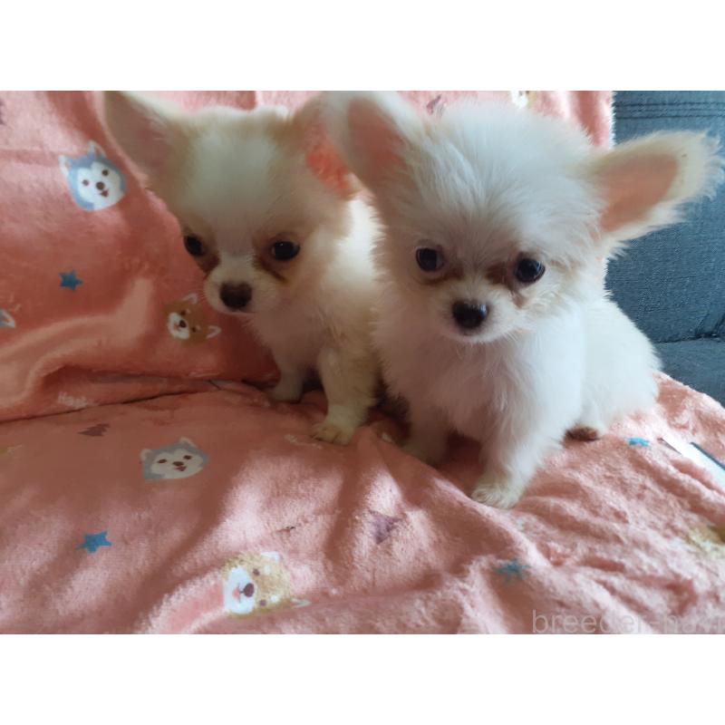 販売中の熊本県のチワマル:チワワ×マルチーズ-411658の2枚目