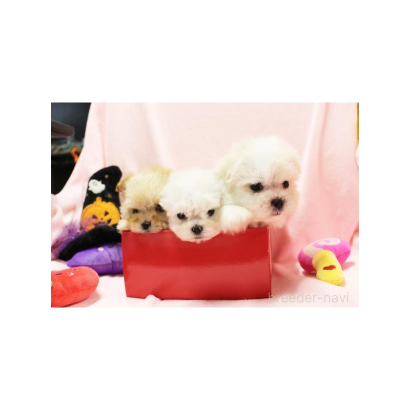 販売中の栃木県のマルプー:マルチーズ×トイプードル-411659の6枚目