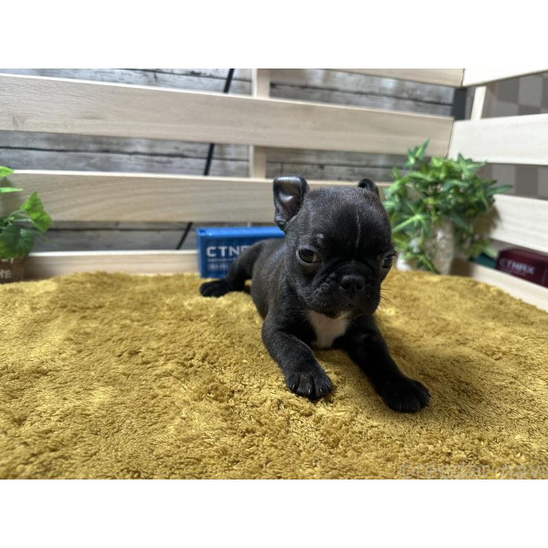 販売中の奈良県のミックス犬-411661の6枚目