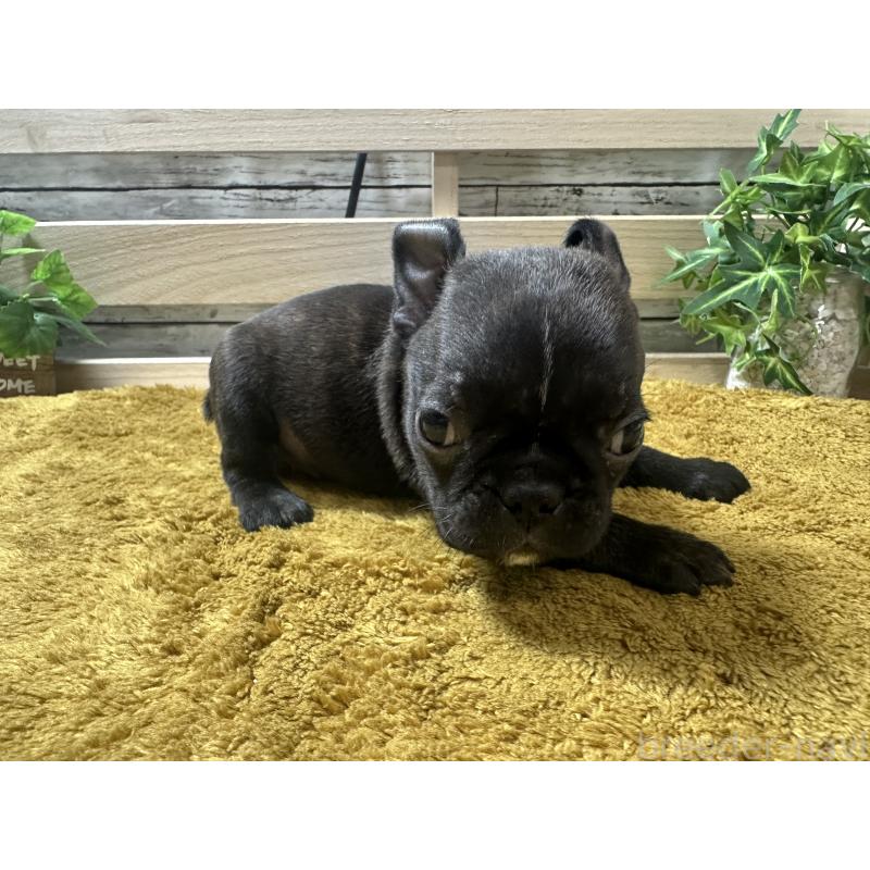 販売中の奈良県のミックス犬-411661の5枚目