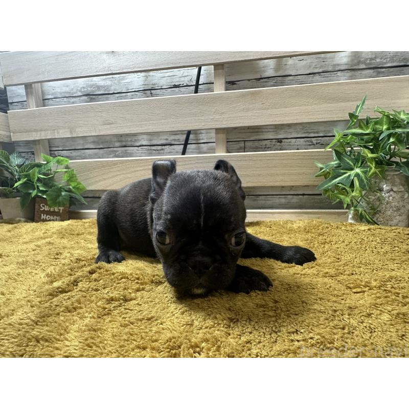 販売中の奈良県のミックス犬-411661の4枚目