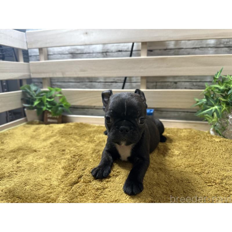 販売中の奈良県のミックス犬-411661の3枚目