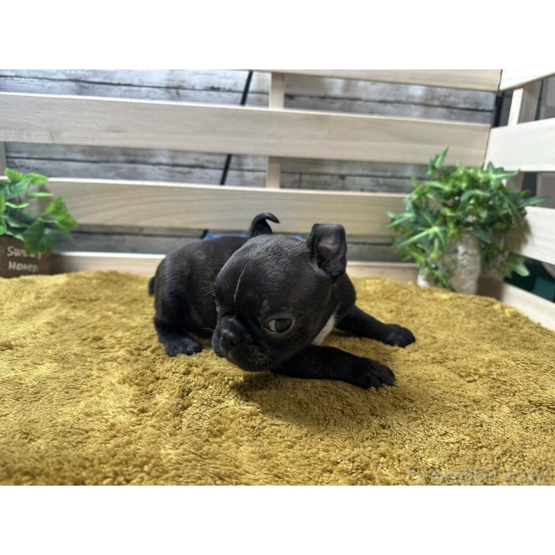 販売中の奈良県のミックス犬-411661の2枚目