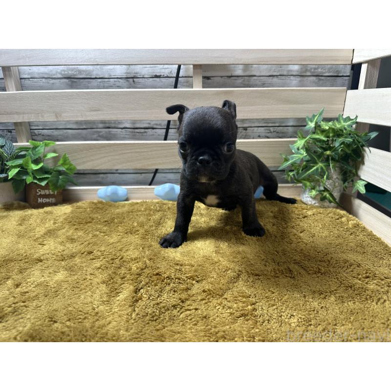販売中の奈良県のミックス犬-411663の2枚目