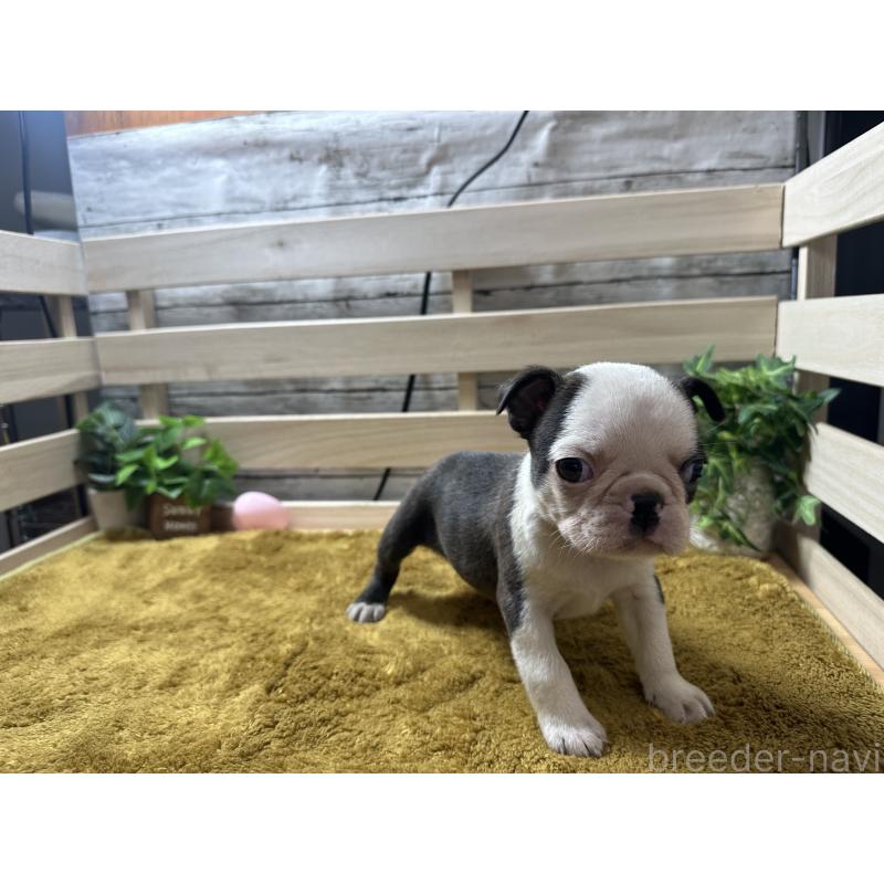 販売中の奈良県のミックス犬-411664の6枚目