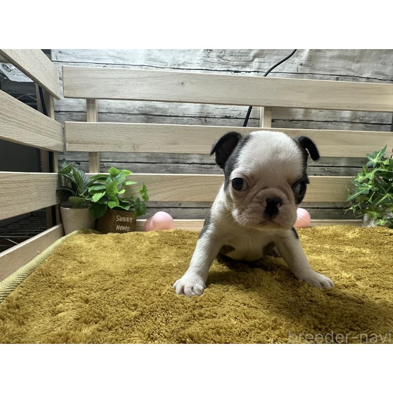 販売中の奈良県のミックス犬-411664の5枚目