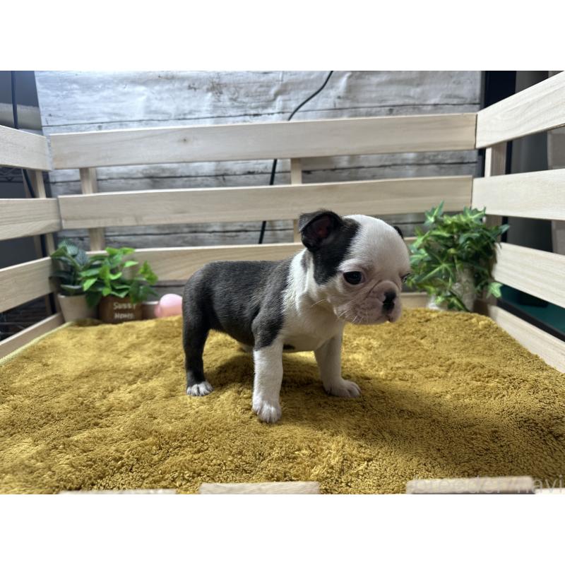 販売中の奈良県のミックス犬-411664の4枚目