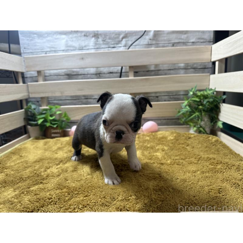 販売中の奈良県のミックス犬-411664の3枚目