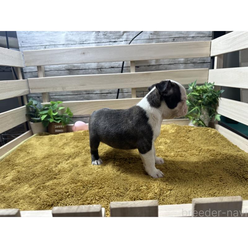 販売中の奈良県のミックス犬-411664の2枚目