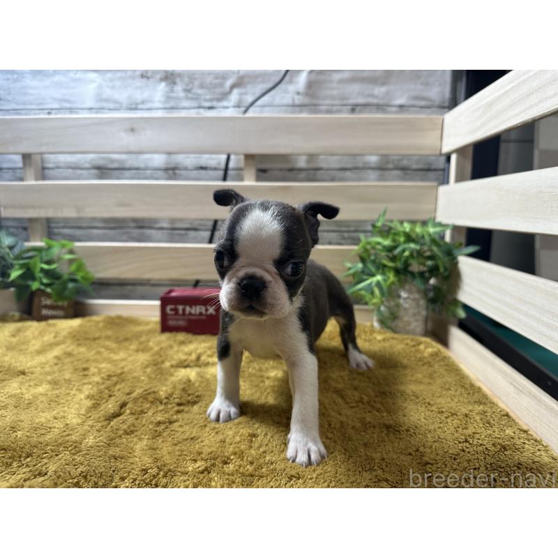 販売中の奈良県のミックス犬-411665の5枚目