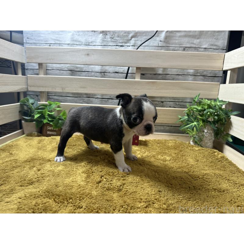 販売中の奈良県のミックス犬-411665の4枚目