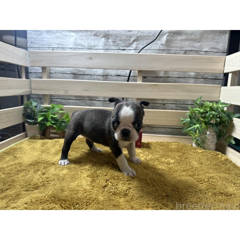 販売中の奈良県のミックス犬-411665の3枚目