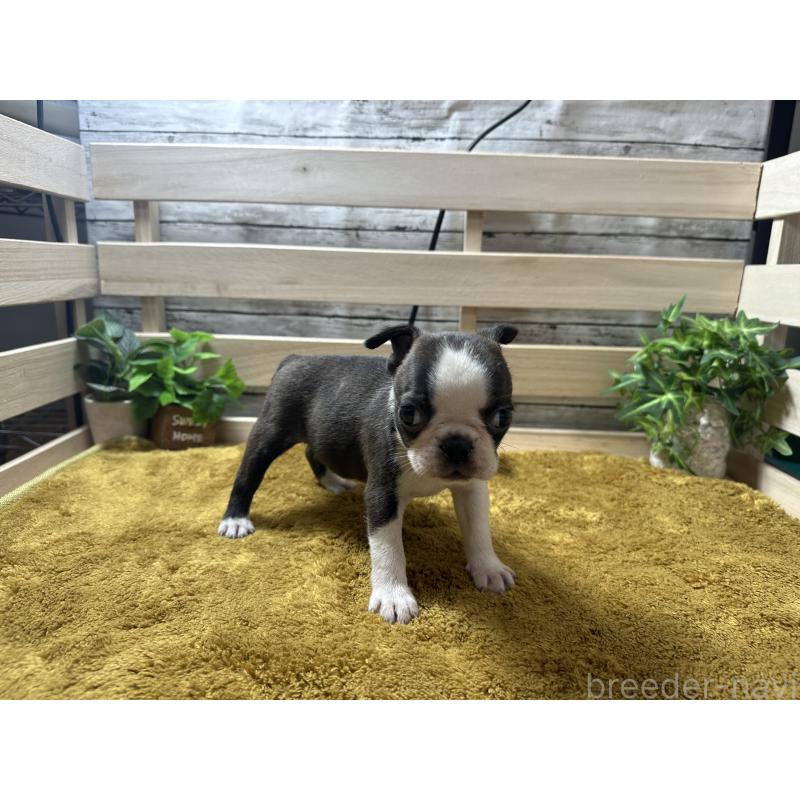 販売中の奈良県のミックス犬-411665の2枚目