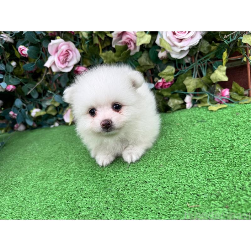 販売中の茨城県のポメラニアン-411670の2枚目