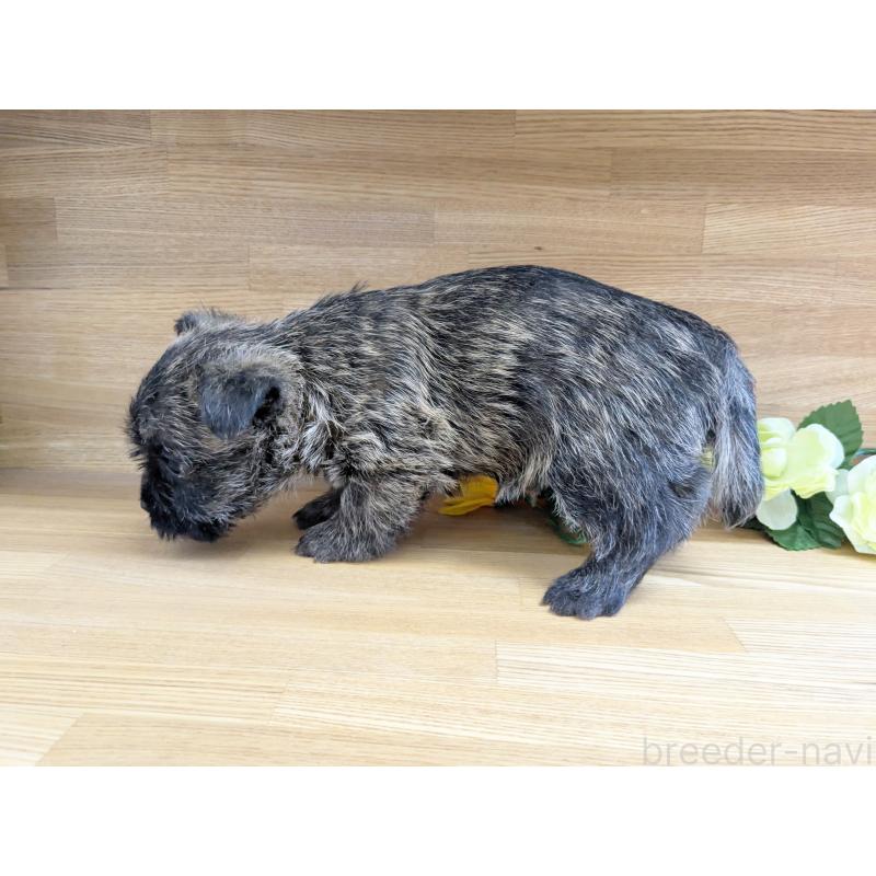 販売中の千葉県のケアーンテリア-411673の2枚目