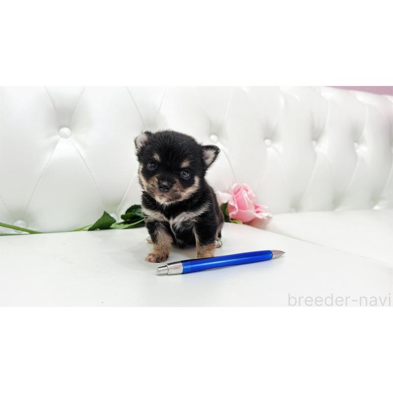 販売中の埼玉県のミックス犬-411676の10枚目