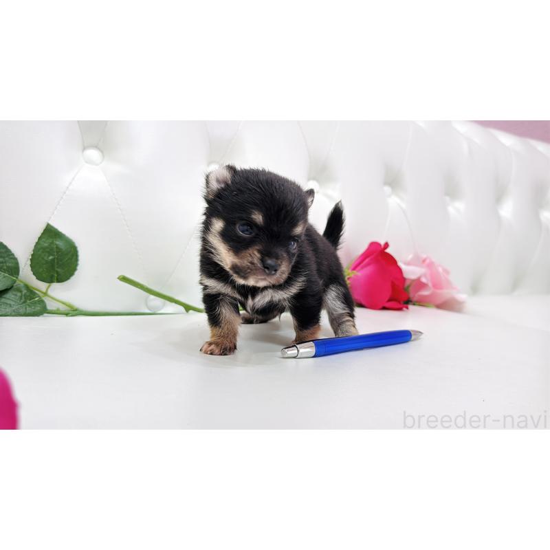 販売中の埼玉県のミックス犬-411676の7枚目