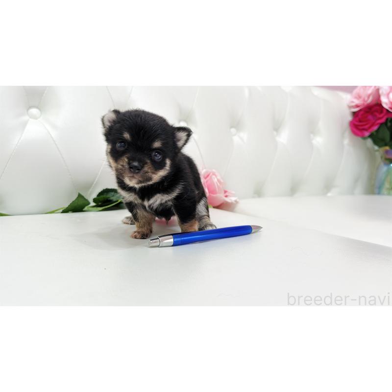 販売中の埼玉県のミックス犬-411676の5枚目