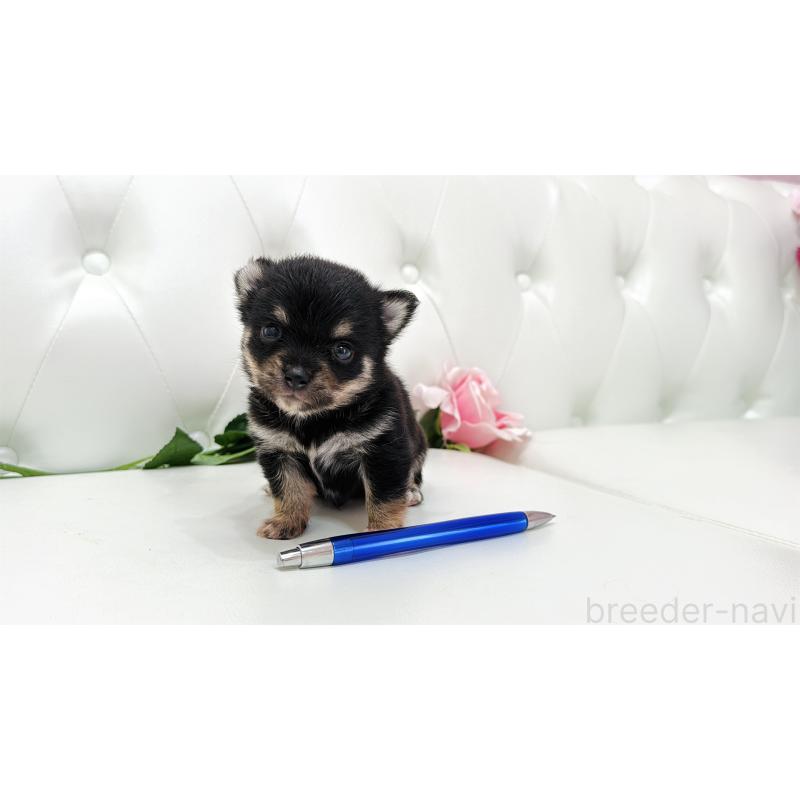 販売中の埼玉県のミックス犬-411676の4枚目