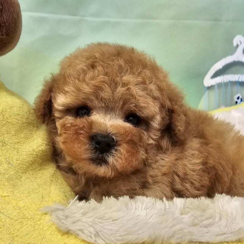 販売中の茨城県のタイニープードル-411681の1枚目