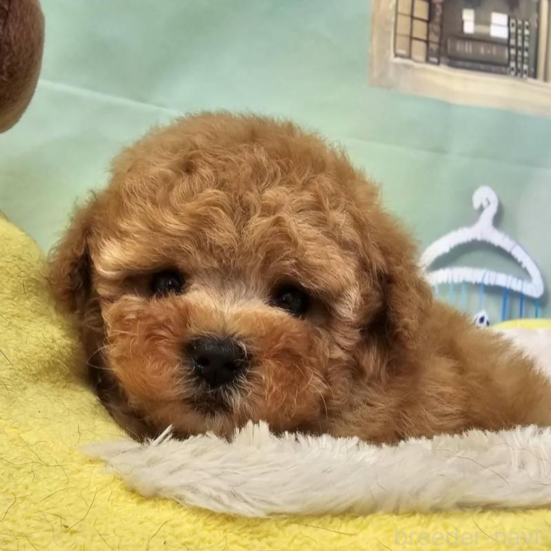 販売中の茨城県のタイニープードル-411681の6枚目