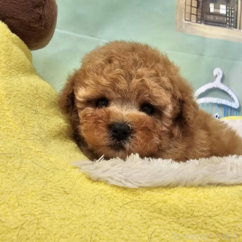 販売中の茨城県のタイニープードル-411681の4枚目