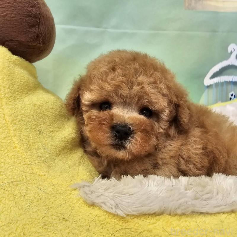 販売中の茨城県のタイニープードル-411681の3枚目